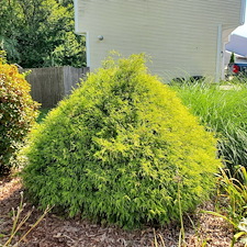 Quality-Shrub-and-Bush-Trimming-Services-in-Coventry-RI-by-Qs-Quality-Lawn-Care-LLC 15