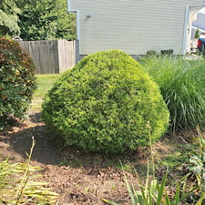 Quality-Shrub-and-Bush-Trimming-Services-in-Coventry-RI-by-Qs-Quality-Lawn-Care-LLC 4