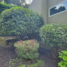 Transforming-Outdoor-Spaces-Expert-Bush-Trimming-by-Qs-Quality-Lawn-Care-LLC-in-Cranston-RI 13