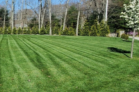 Lawn Renovations Thumbnail