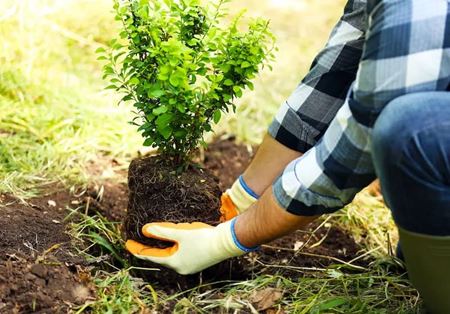 Plant Gardening Thumbnail